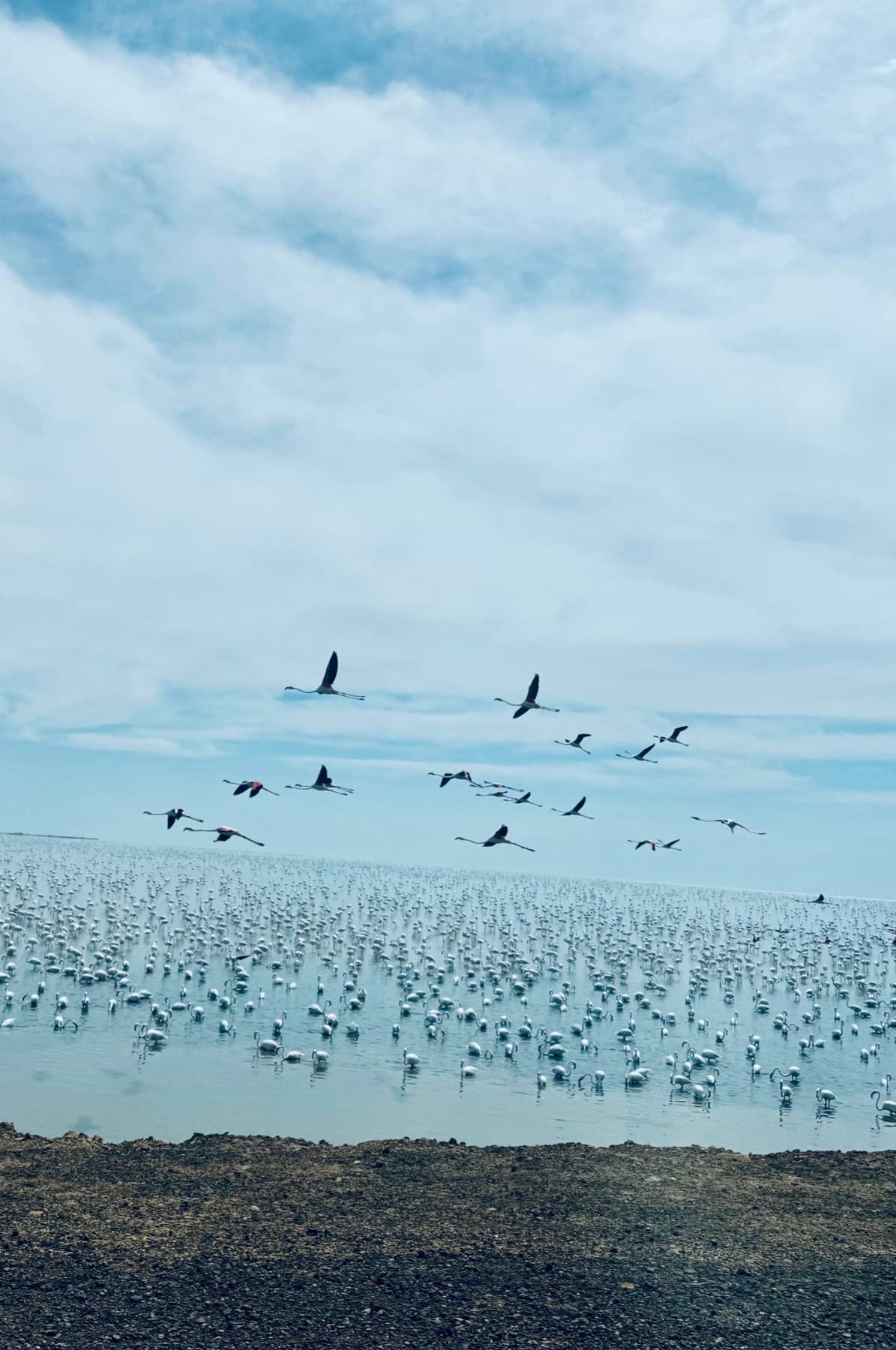 Rann of Kutch 3